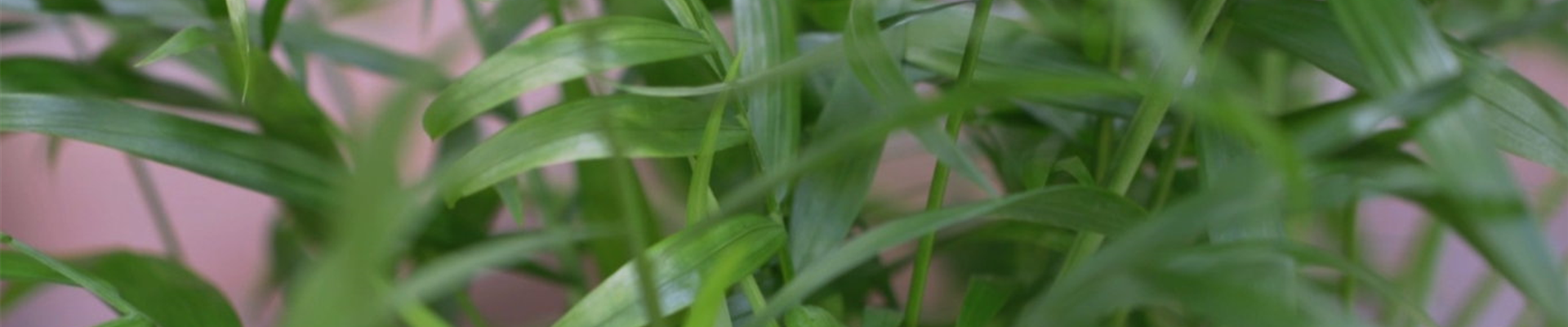Mexikanische Bergpalme - Umtopfen (thumbnail).jpg Mexikanische Bergpalme - Umtopfen (thumbnail).jpg