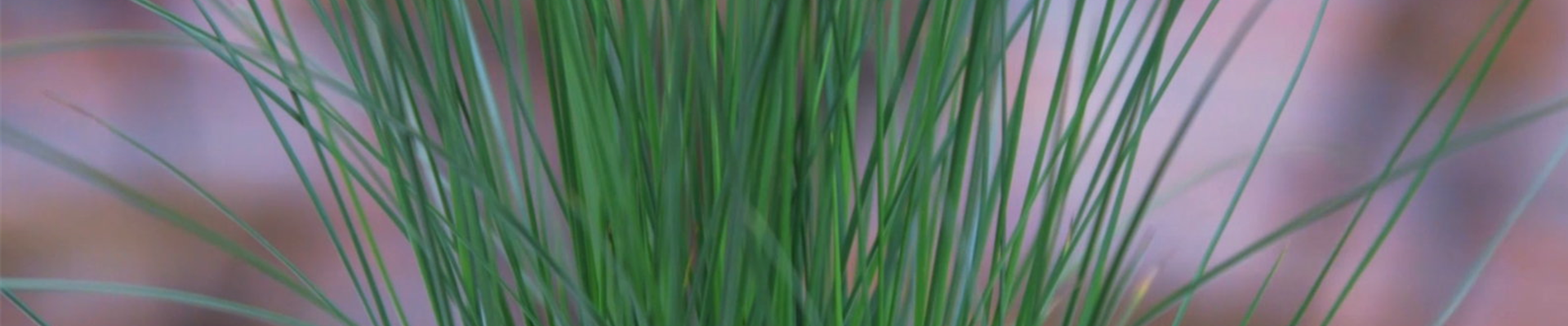 Flatter Binse - Umtopfen (Thumbnail).jpg Flatter Binse - Umtopfen (Thumbnail).jpg