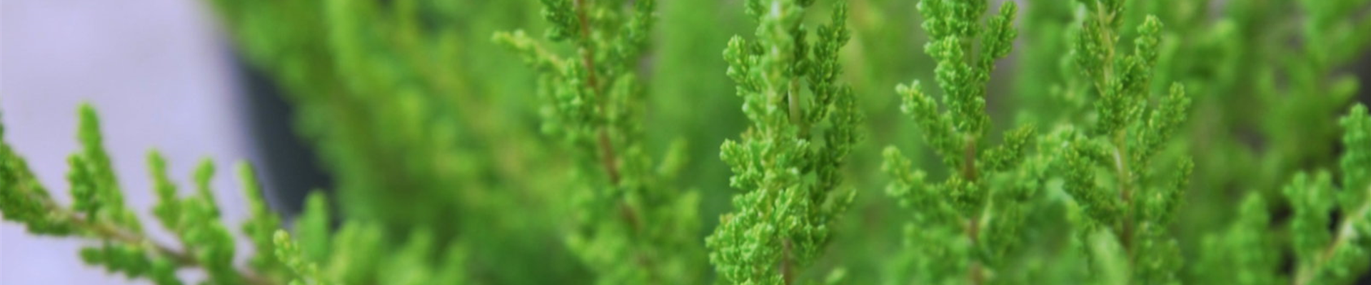 Besenheide - Einpflanzen im Garten (thumbnail).jpg