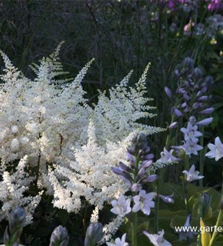 Garten-Prachtspiere 'Washington'