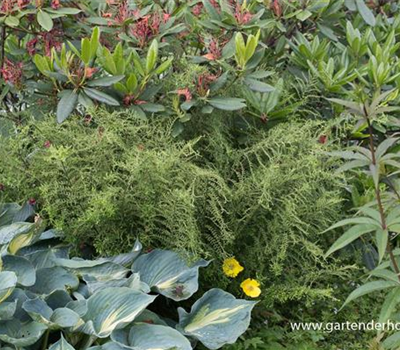 Garten-Goldschuppenfarn 'Cristata The King'