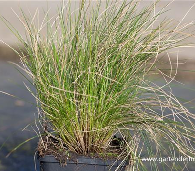 Amethyst-Schwingel Amethyst-Schwingel