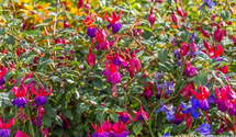 Fuchsia x cultorum 'Margaret' Fuchsia x cultorum 'Margaret'