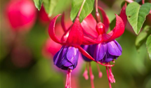 Fuchsia x cultorum 'Margaret' Fuchsia x cultorum 'Margaret'