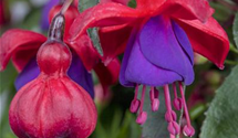 Fuchsia x cultorum 'Margaret' Fuchsia x cultorum 'Margaret'