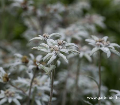 Alpen-Edelweiß Alpen-Edelweiß