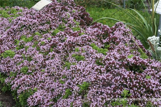 Origanum vulgare 'Compactum'