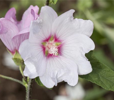 Buschmalve Buschmalve