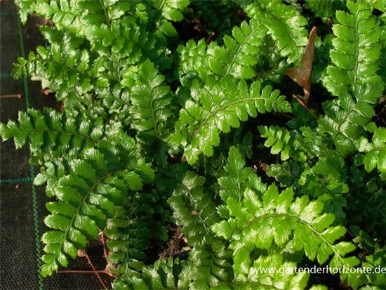Japanische Glanz-Schildfarn Japanische Glanz-Schildfarn