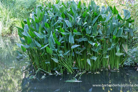 Herzblättrige Hechtkraut