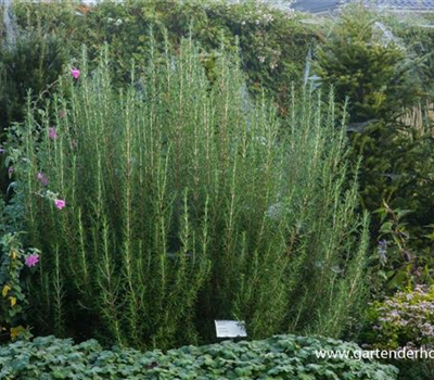 Garten-Rosmarin 'Arp' Garten-Rosmarin 'Arp'