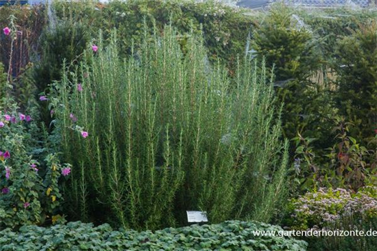 Garten-Rosmarin 'Arp'