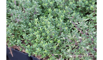 nelken saatgut Saatgut Nelken Mischung 'Enfant de Nice' - Dianthus enfant de nice