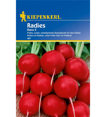 Radieschen 'Saxa 3'