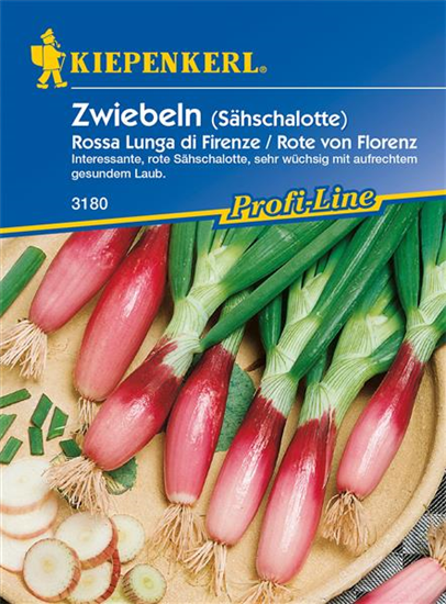 Frühlingszwiebel 'Rossa lunga di Firenze'