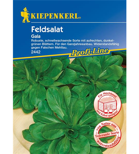 Feldsalat 'Gala'