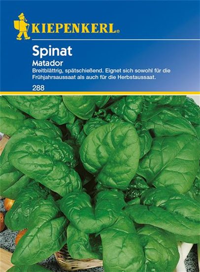 Echter Spinat 'Matador'