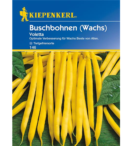 Wachs-Busch-Bohne 'Voletta'