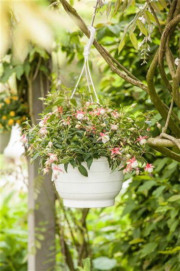 Hängende Fuchsie Hängende Fuchsie