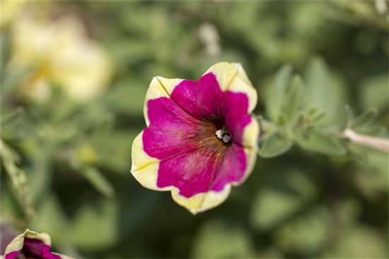 Petunie 'Chameletunia'® Petunie 'Chameletunia'®