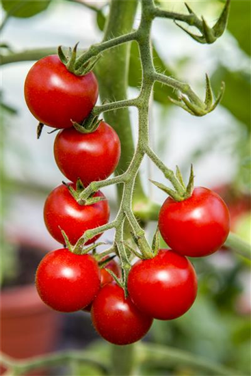 Hängetomate 'Brasil® Red'