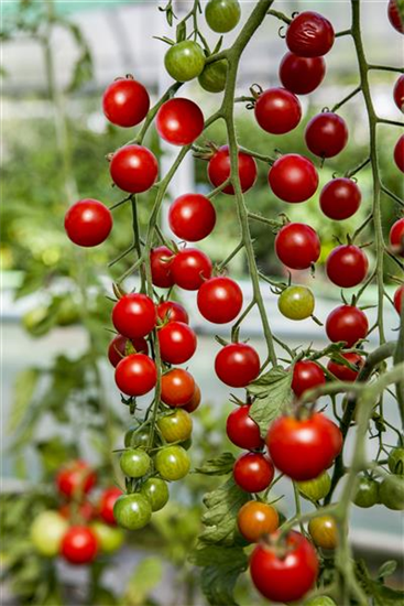 Zwerg-Tomate 'Primabella'