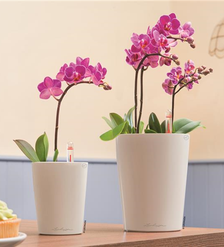 LECHUZA MINI-DELTINI