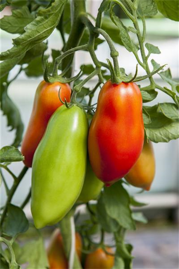 Andenhorn-Tomate 'Andine Cornue'