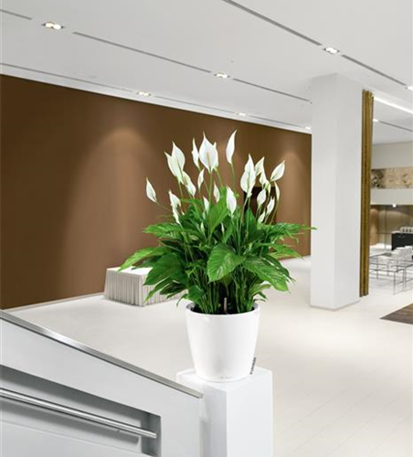 LECHUZA CLASSICO Premium 70  LECHUZA CLASSICO Premium 70