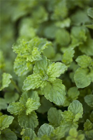 Limonaden Minze 'Limo'