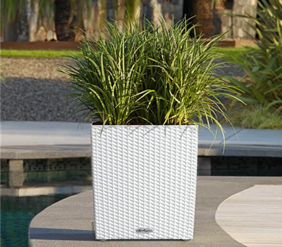 LECHUZA CUBE Cottage 50  LECHUZA CUBE Cottage 50