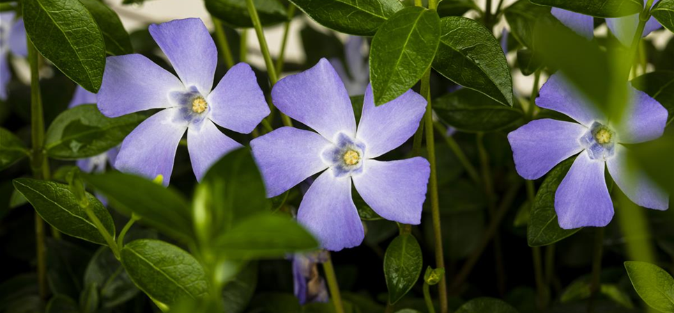 Bodendecker im Frühjahr