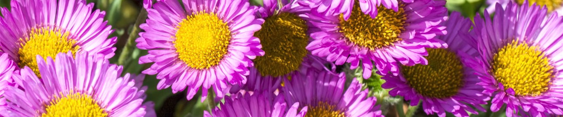 Feinstrahl - Einpflanzen im Garten (Thumbnail).jpg Feinstrahl - Einpflanzen im Garten (Thumbnail).jpg