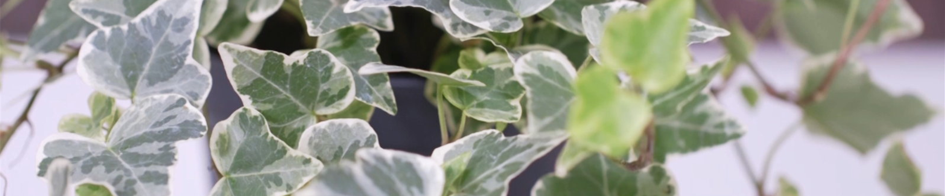 Efeu - Umtopfen (thumbnail).jpg Efeu - Umtopfen (thumbnail).jpg