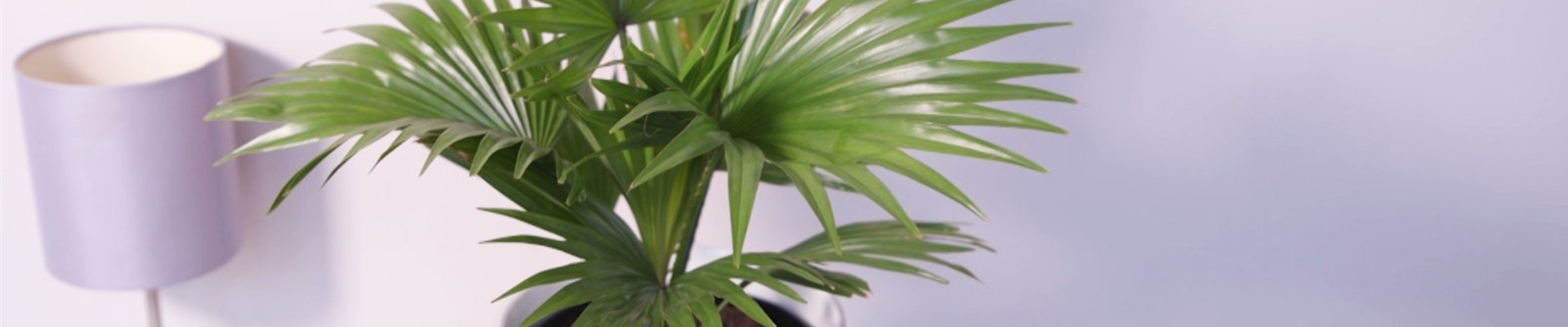 Rundblättrige Livingstonie - Umtopfen (thumbnail).jpg