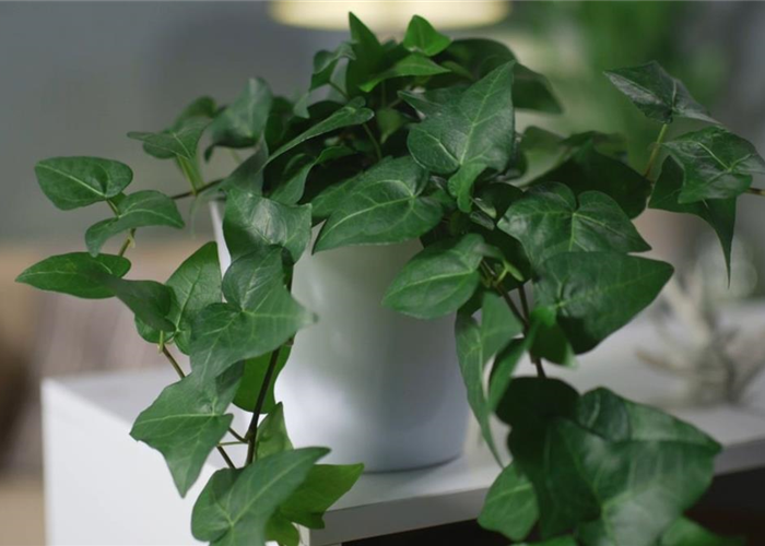 Zimmerpflanzenportrait - Efeu