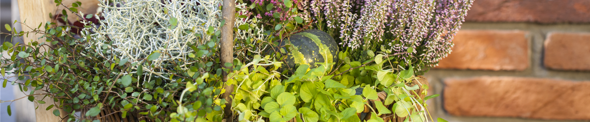 GS502923.jpg GS502923.jpg