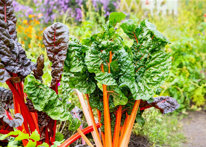 Gemüsedünger Gemüsedünger