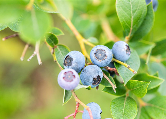 Beerendünger Beerendünger