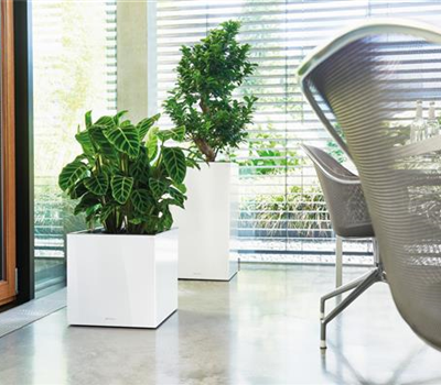 LECHUZA CANTO Premium 40 low LECHUZA CANTO Premium 40 low