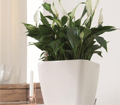 LECHUZA QUADRO Premium LS 28  LECHUZA QUADRO Premium LS 28