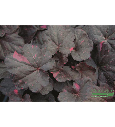 Garten-Silberglöckchen