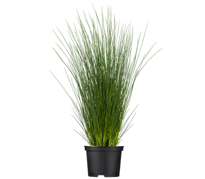 Blaugrüne Binse Blaugrüne Binse