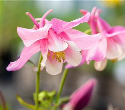 Akelei 'Spring Magic® Rose & White' Akelei 'Spring Magic® Rose & White'