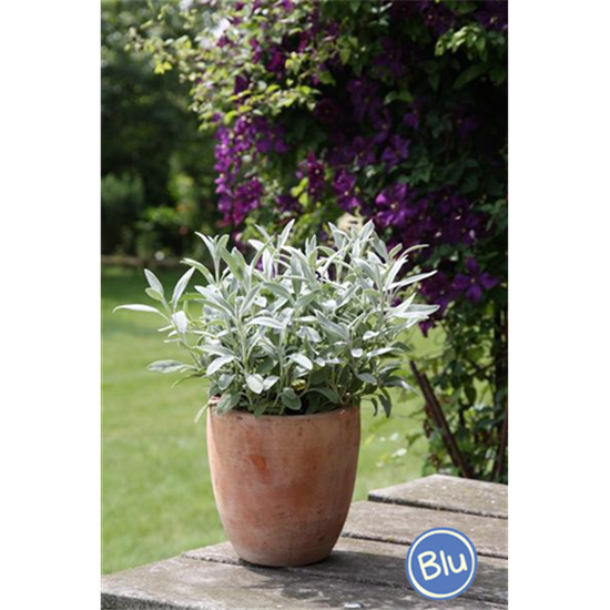 Salvia officinalis 'Nazareth'