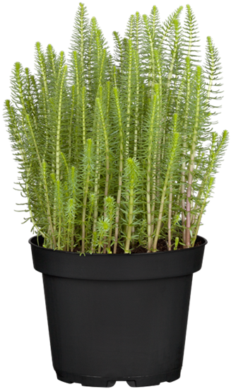 Gewöhnlicher Tannenwedel