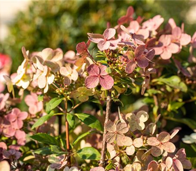 Rispenhortensie '(S)witch'®