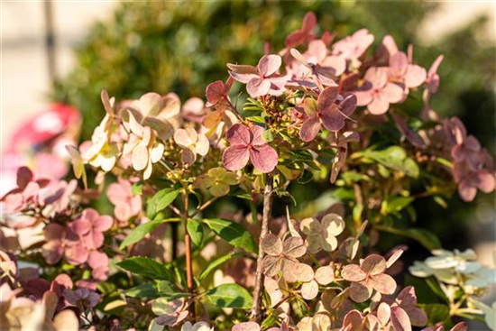 Rispenhortensie '(S)witch'® Rispenhortensie '(S)witch'®