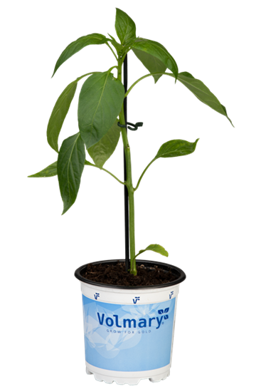 Gelbe Blockpaprika 'Beluga® Yellow'