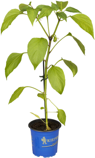 Snack-Paprika 'Lubega® Mini Orange'